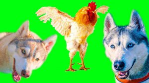 ВОЛКИ В КУРЯТНИКЕ!! (Хаски Бублик) Говорящая собака Mister Booble