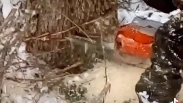 валка ели на новый год смотреть онлайн