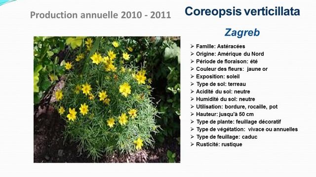 Tuto jardin: Coreopsis verticillata Zagreb: fiche technique plante annuelle смотреть онлайн