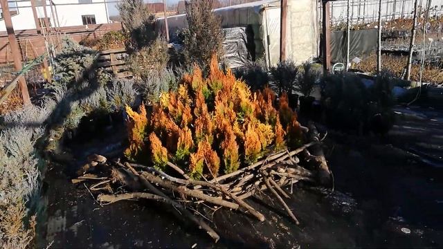 Зимний костер. Platycladus Pyramidalis aurea. Juniperus Moonglow. Juniperus communis Suecica смотреть онлайн