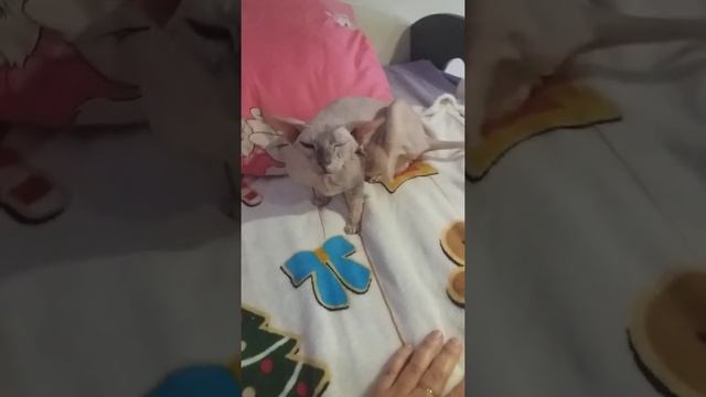 Как понять что сфинкс "загулял"/гулька у кошки сфинкс #shorts смотреть онлайн