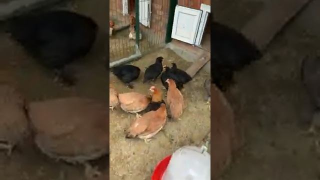 Маран Черно Медный смотреть онлайн