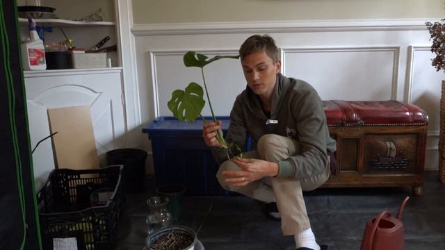 MONSTERA PROPAGATION: How To Propagate Monstera Deliciosa (2023)