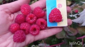 НОВИНКА! СОРТ САРАФИНА. Ремонтантная малина. #сарафина