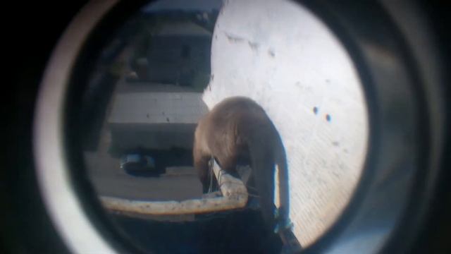 тест фишая смотреть онлайн