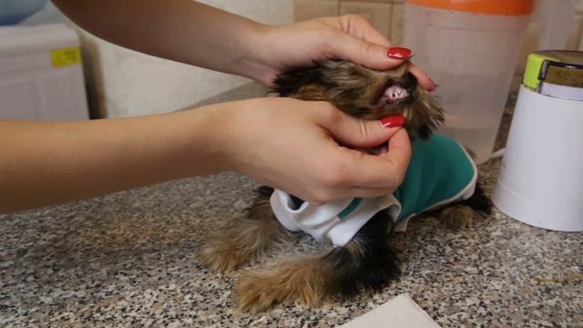 Как накормить щенка, если он не хочет кушать