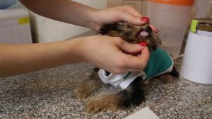 Как накормить щенка, если он не хочет кушать