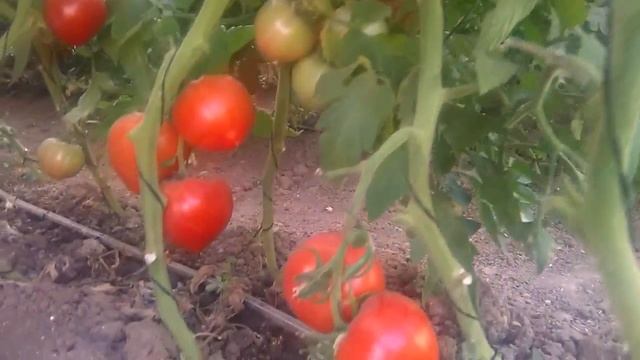 Обзор тепличек где росла рассада смотреть онлайн