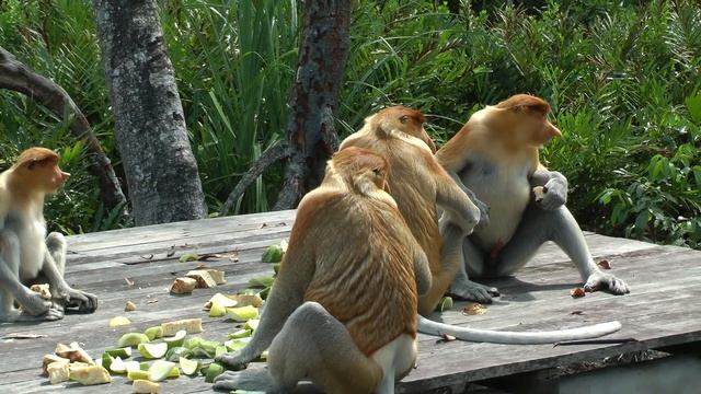 Proboscis Monkeys, Borneo смотреть онлайн