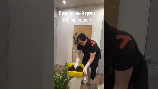 Замиокулькас и правильный грунт смотреть онлайн