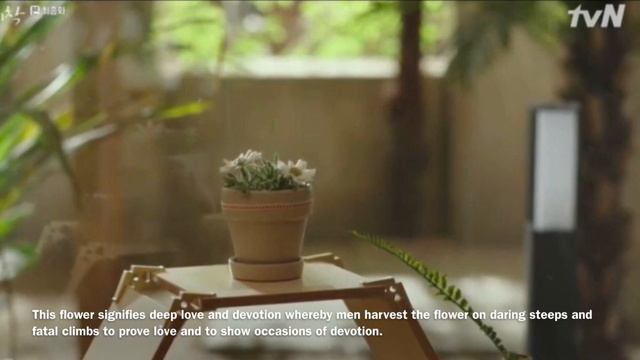 “Let’s meet in the country where edelweiss bloom "||The meaning Of edelweiss flower In CLOY смотреть онлайн