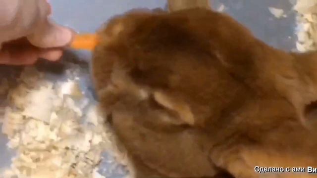 Vlog:в контактном зоопарке смотреть онлайн