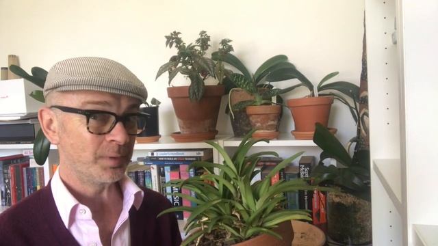 Sarcochilus Orchid Basic Care: Australian Orchid Growing Tips.