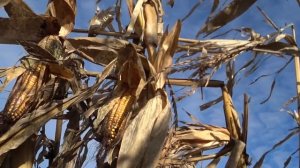 На гуся в Татарстан  Часть 2