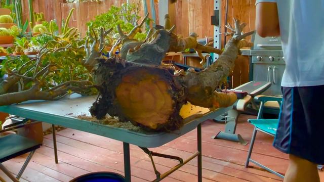 Paano mag Bonsai ng Jade plant part 1 смотреть онлайн