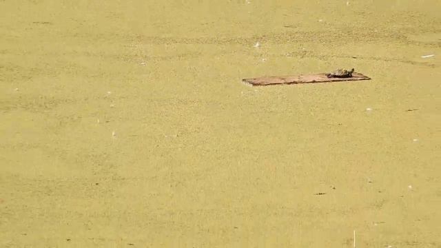 Черепаха в пруду Битцевского леса смотреть онлайн