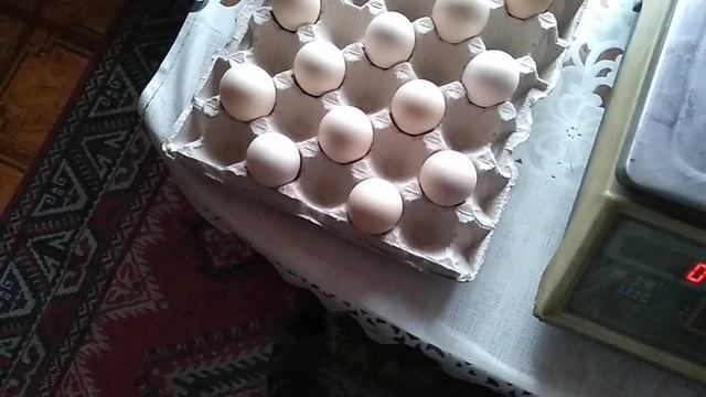 Инкубационное яйцо Росс 308 РФ крупное смотреть онлайн