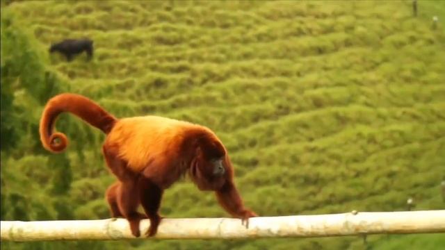 Howler Monkey Fauna Finland ???? смотреть онлайн