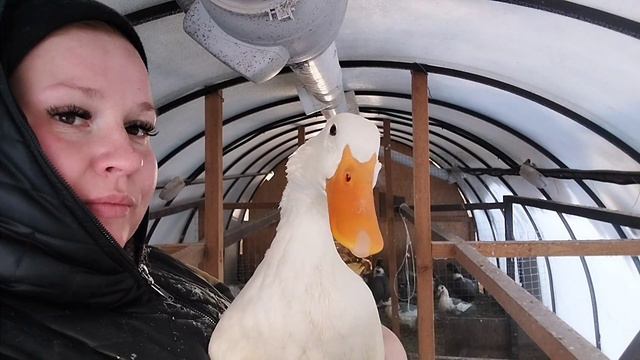 Морозы, и как я содержу птицу при минусовой температуре ❄️ смотреть онлайн