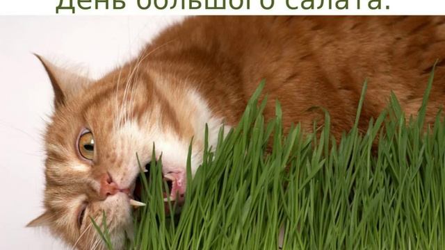 8 советов, как вести здоровый образ жизни. смотреть онлайн