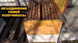 Удачное объединение семей весной.