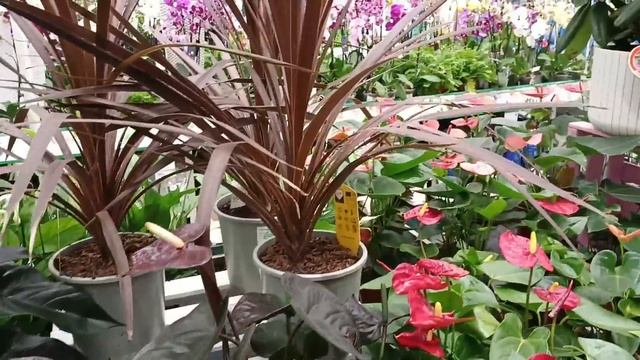 ??Бауцентр?Прогулка?Релакс??Комнатные Цветы