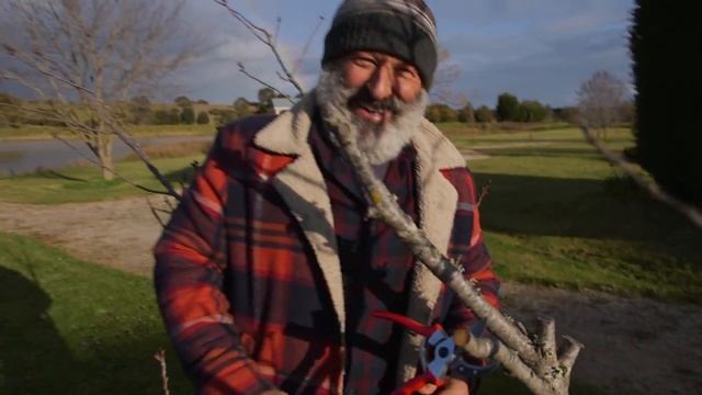 Pruning and maintaining an ornamental cherry смотреть онлайн