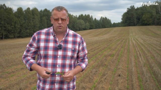 Нюансы росторегуляции озимого рапса. Сера, Бор: когда и в каком количестве. смотреть онлайн