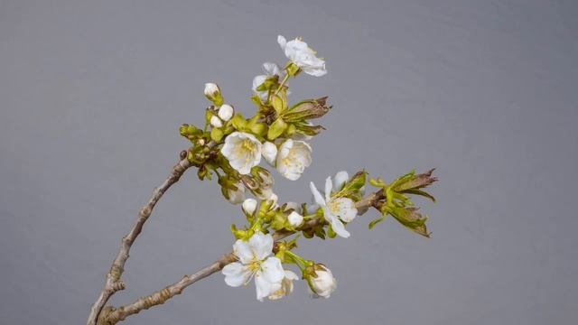 Spring 4k Relaxation Film | Stress Relief | #calmmusic