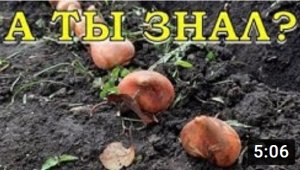 Когда и как сажать ТЮЛЬПАНЫ осенью???