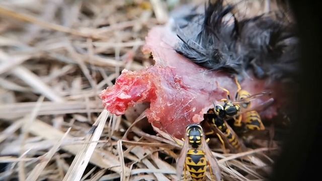 Осы едят крысу смотреть онлайн