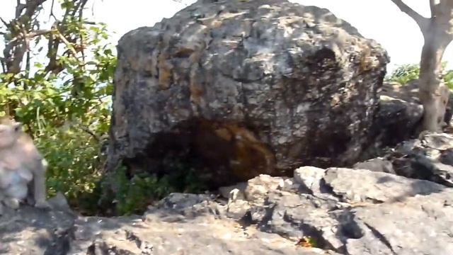 Гора обезьян в Паттайе смотреть онлайн