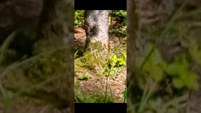 Дятел в парке смотреть онлайн