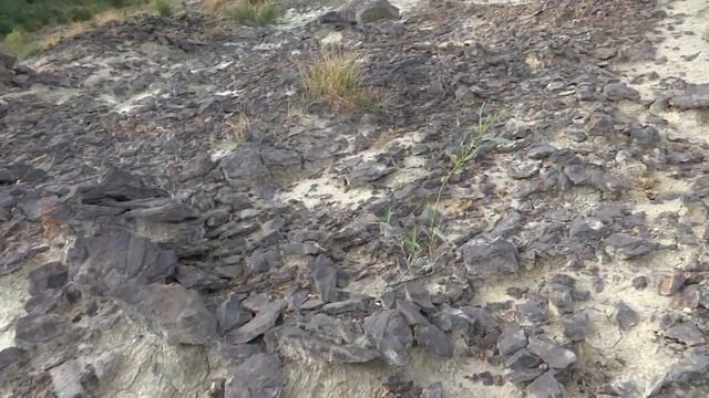 Собираю зубы акул - ПОТРЯСАЮЩИЕ НАХОДКИ! смотреть онлайн