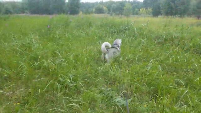 Деля смотреть онлайн