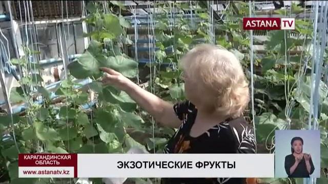 В Карагандинских теплицах выращивают грейпфрут и папайю смотреть онлайн