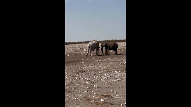 Cute Baby Animals Videos Compilation | Funny and Cute Moment of the Animals #3 - Cutest Animals 202 смотреть онлайн