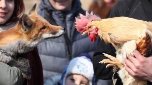 Зачем петух орёт, как резаный,  в 5 часов утра каждый день ?
