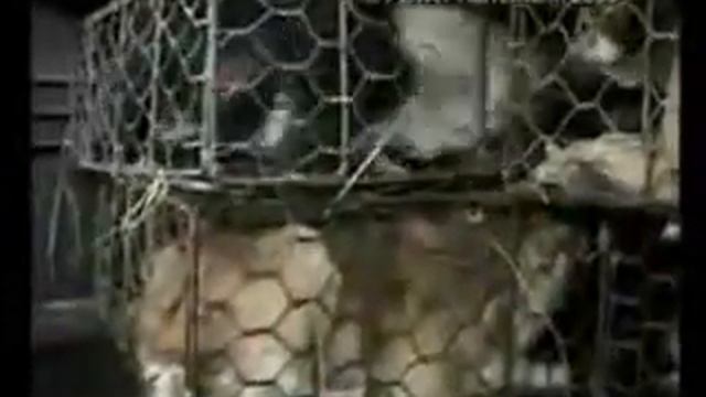Cat & Dog Massacre in China смотреть онлайн