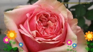 Роза чайно-гибридная Питахайа. Краткий обзор, описание характеристик, где купить Pitahaya