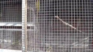 Ура! Заселение птиц в уличные вольеры 2020