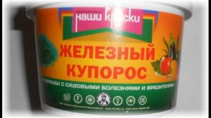 Почему у груши желтеют листья