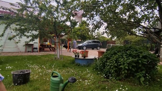 Обзор нашей террасы . Купили новых цветов . Добавляем композиции в горшки . 29 июня 2022 смотреть онлайн