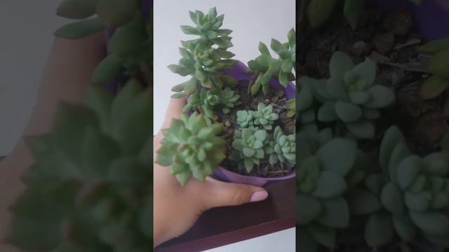 Sedum Cuspidatum #Conhecendosuculentas