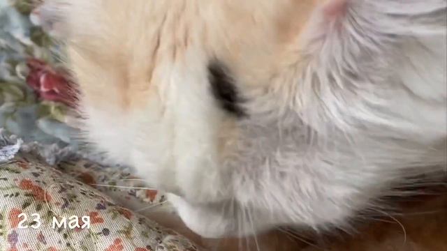 Мой милый и смешной котёнок Персик 🐈 смотреть онлайн