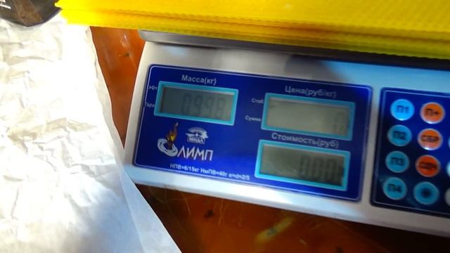 ВОЩИНА из ЗАБРУСА . Зимовка в КОЛОДЕ смотреть онлайн