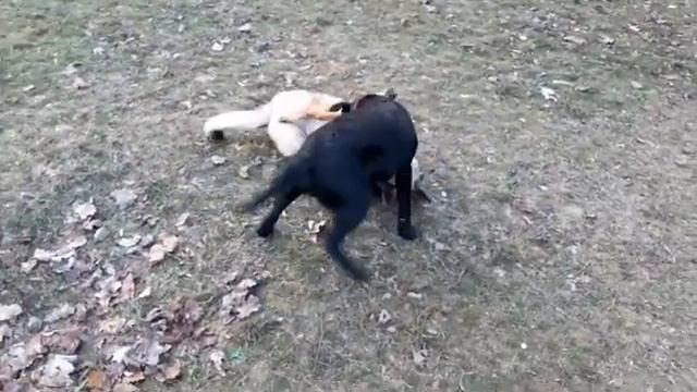 Игры щенков-2. Чёрный лабрадор Шериф, 6 месяцев и метис овчарки Кайра смотреть онлайн