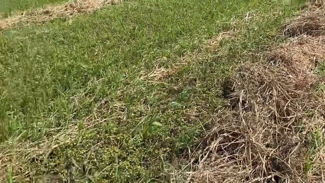 Грабли Harvest WR 8 в деле!!! смотреть онлайн