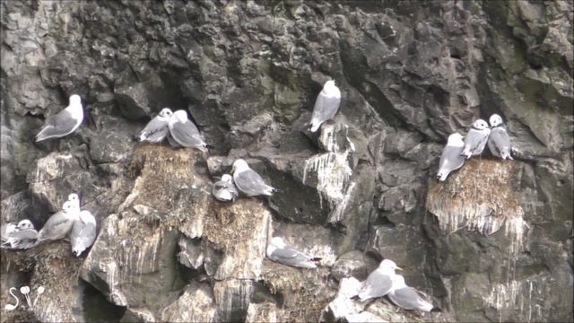 Iceland, Latrabjarg & Dyrholaey. Laridae / Чайковые, Исландия