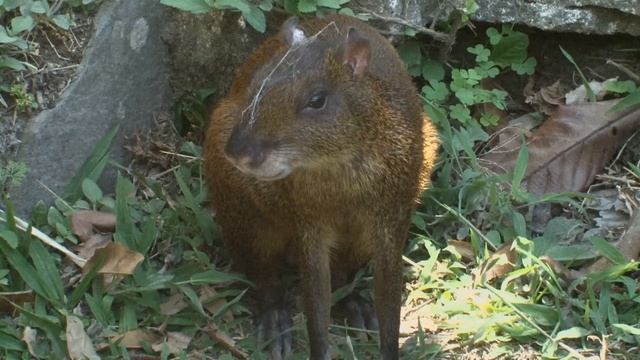 Agoutis Love Seeds
